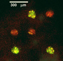 pulsed-laser_fig6_twocolordevicemaquil_s